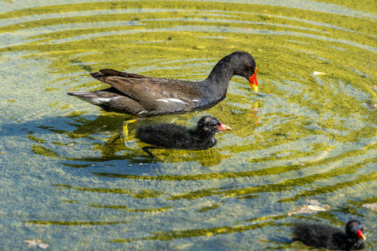 Common moorhen Gallinula chloropus family with young goslings also known as the waterhen or swamp chicken