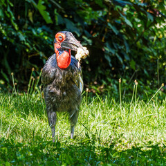 Southern Ground Hornbill, Bucorvus leadbeateri eating a mouse in its Natural Habitat © rudiernst