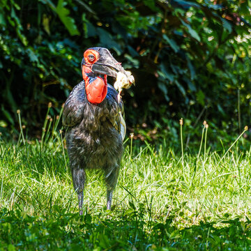 Southern Ground Hornbill, Bucorvus leadbeateri eating a mouse in its Natural Habitat