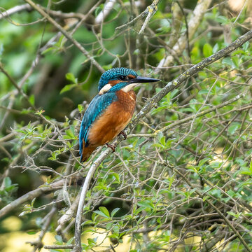Common kingfisher, Alcedo atthis sitting on a beautiful branch above the river waiting for a fish
