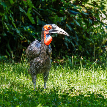 Southern Ground Hornbill, Bucorvus leadbeateri in its Natural Habitat