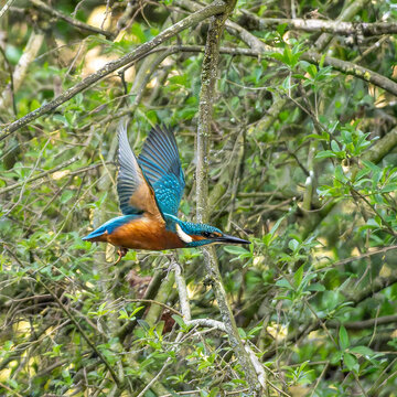 Common kingfisher, Alcedo atthis sitting on a beautiful branch above the river waiting for a fish