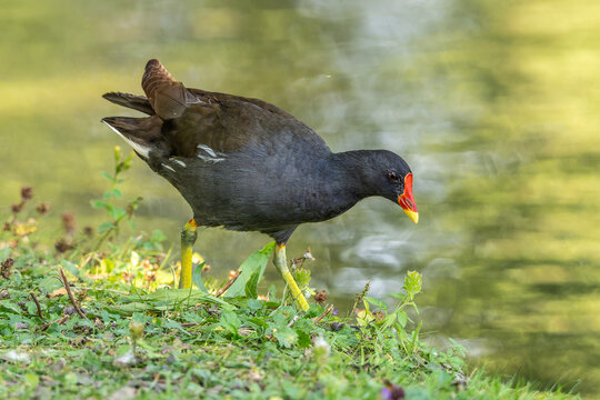 Common moorhen Gallinula chloropus also known as the waterhen or swamp chicken