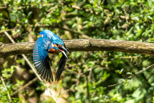 Common kingfisher, Alcedo atthis sitting on a beautiful branch above the river waiting for a fish