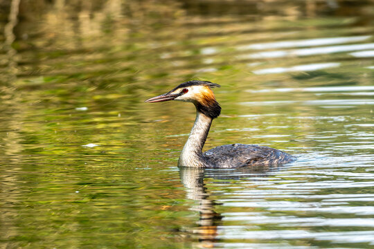 Great Crested Grebe, Podiceps cristatus with beautiful orange colors, a water bird with red eyes.