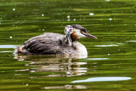 Family of Great Crested Grebe, Podiceps cristatus with beautiful orange colors, a water bird with red eyes.