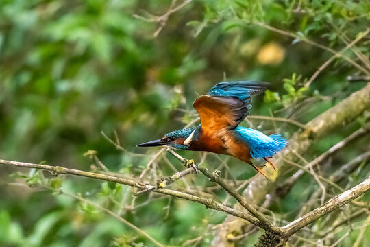 Common kingfisher, Alcedo atthis sitting on a beautiful branch above the river waiting for a fish