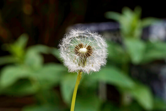 A close-up of a dandelion seed head with its delicate white filaments against a blurred green background.