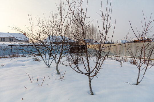 Snow covers bare trees in quiet winter yard