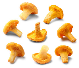 Fresh chanterelles isolated on white, set. Edible mushrooms © New Africa