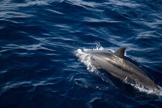 Aerial view of a dolphin swimming in the deep blue ocean waters during a Wild Dolphin Tours excursion in Islamorada, Florida, United States.