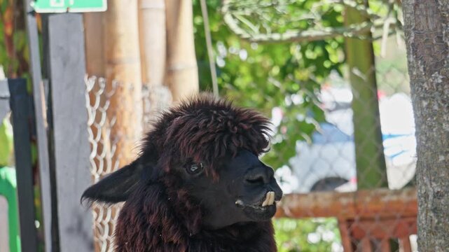 Black alpaca chewing with funny teeth