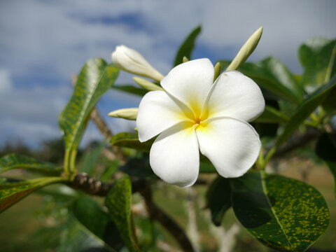 Close shot of plumeria flower, Rota, Mariana Islands	