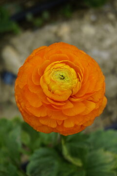 Ranuncolo arancione in fiore, primo piano