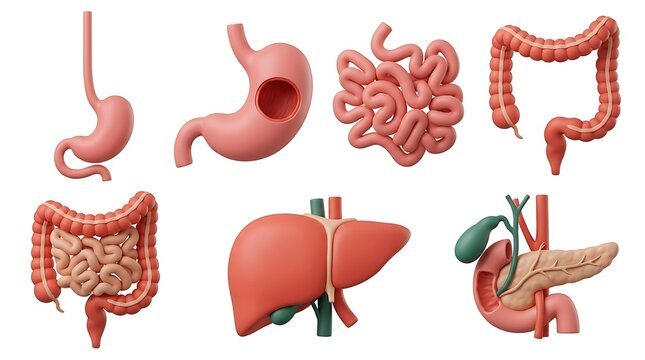 Realistic human digestive system organs stomach intestines liver pancreas gallbladder showing function and anatomy for medical education study.