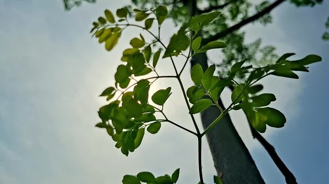 Sun Glow Filtering Through Moringa Branch And Trunk