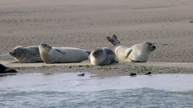 Group of Wild Harbor Seals Relaxing and Lounging on a Sandy Beach at the Water's Edge