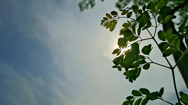Sunlight Shining Behind Moringa Leaves In Blue Sky