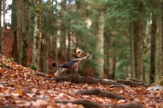 A Yorkshire Terrier and an American Hairless Terrier stand side by side in the forest. They both seem to focus on something in the distance.