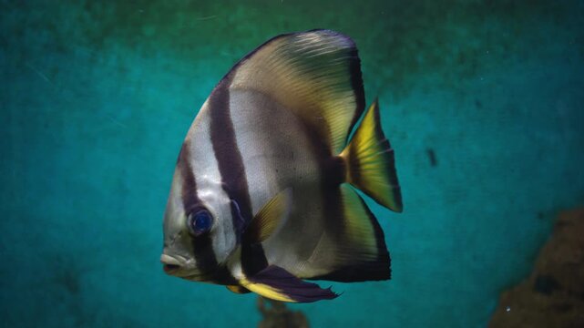 Orbicular batfish (Platax orbicularis) swimming gracefully in a marine aquarium. Concept of tropical marine biology, ocean biodiversity, and exotic aquatic life. 4K.