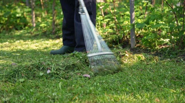 Gardener rake grass in a sunny backyard garden