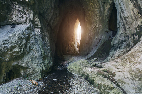 Sunlight illuminating the exit of a limestone cave, a small dog explores the rocky terrain and stream in Serbia