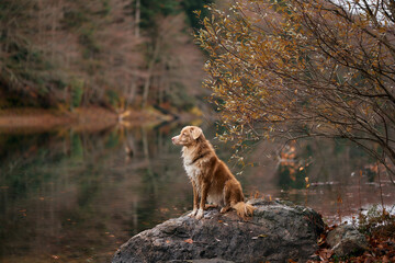 Fototapeta premium A Nova Scotia Duck Tolling Retriever stands attentively on a boulder near calm lake water. Autumn trees form a soft colorful background.