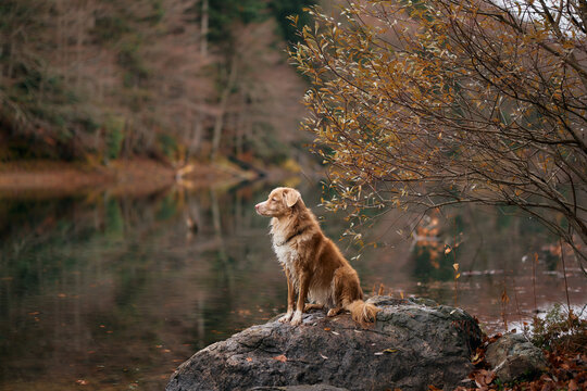 A Nova Scotia Duck Tolling Retriever stands attentively on a boulder near calm lake water. Autumn trees form a soft colorful background.