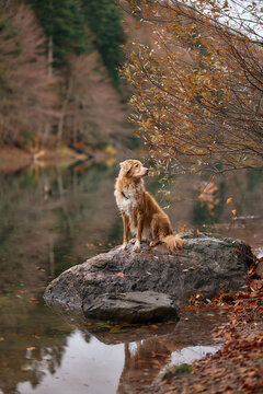 A Nova Scotia Duck Tolling Retriever looks into the distance while standing on a boulder by the lake. The setting sun and autumn leaves add warmth.