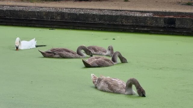 Mute swan family with grey cygnets foraging and eating green duckweed on canal surface