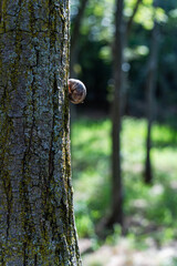 A snail on the tree bark in the summer park © Anna Bogush