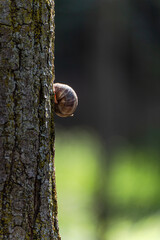 A snail on the tree bark in the summer park © Anna Bogush