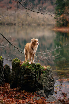 A Nova Scotia Duck Tolling Retriever stands confidently on mossy black rocks near the water. The forest and lake fade into the background under soft fog.