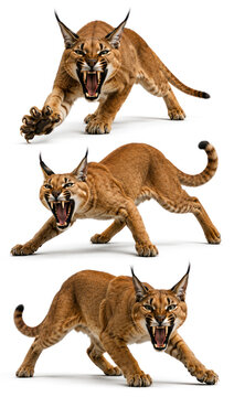 An angry caracal cat is depicted in various poses showcasing its natural behavior in the wild. Created using AI.