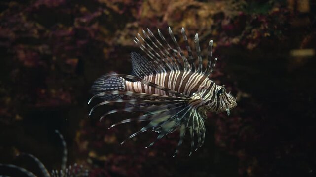 Venomous red lionfish (Pterois volitans) with distinctive fan-like pectoral fins and sharp dorsal spines swimming in dark water near a rocky reef structure. 4K.