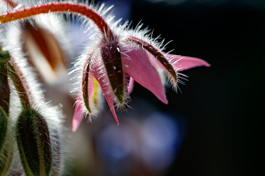 Macro detail of a fuzzy Borago officinalis flower bud