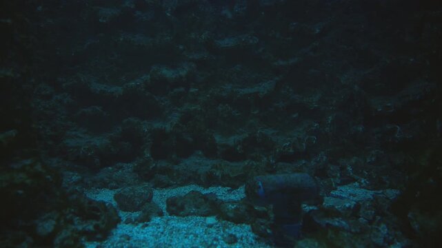 Solitary reef shark in a dim coral cave, blending into deep blue water and rocky seabed. Low-light underwater scene conveys mystery, solitude and natural marine habitat, 4K.