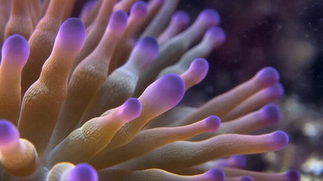 Sea anemone tentacles gently swaying in ocean currents with vibrant colors and selective focus