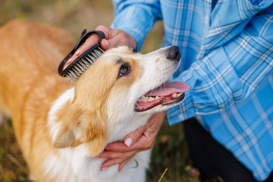 Woman Brushing Corgi Dog Fur Outdoors in Park