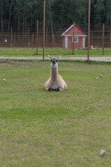 Naklejka premium A relaxed llama sits on green grass in a fenced area. A small red barn is visible in the background, surrounded by trees.