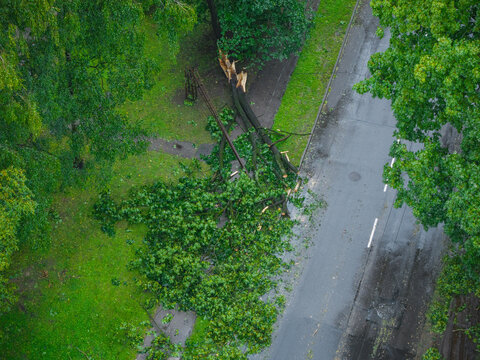 Aerial view of a large tree felled by a storm in an urban area, with branches cleared from the road to allow traffic flow in Riga, Latvia.