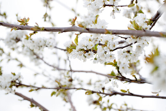 White cherry blossoms of Prunus avium in bloom