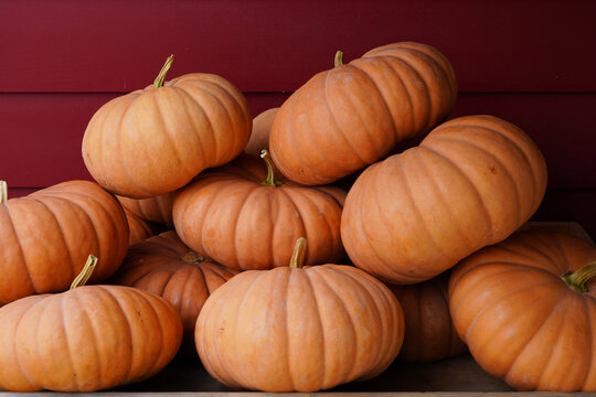 Cheese pumpkins at the farmers market in the fall