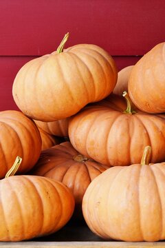 Cheese pumpkins at the farmers market in the fall