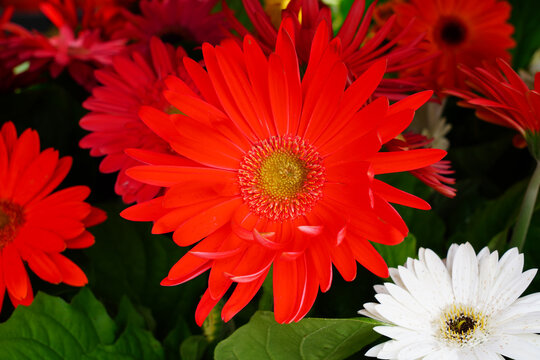 Gerbera daisy flower growing the garden