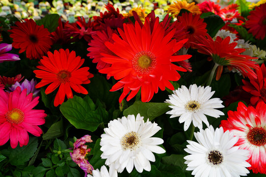 Gerbera daisy flower growing the garden