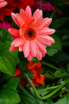 Gerbera daisy flower growing the garden