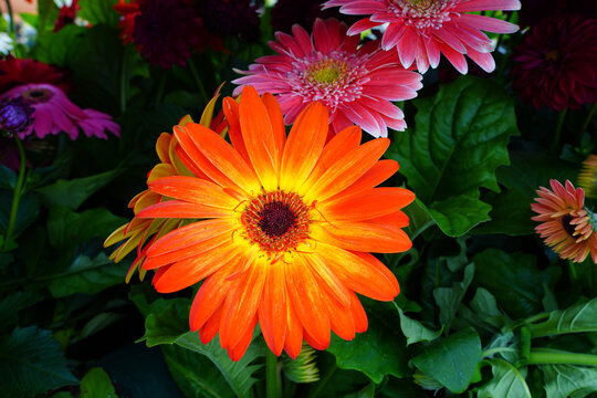 Gerbera daisy flower growing the garden