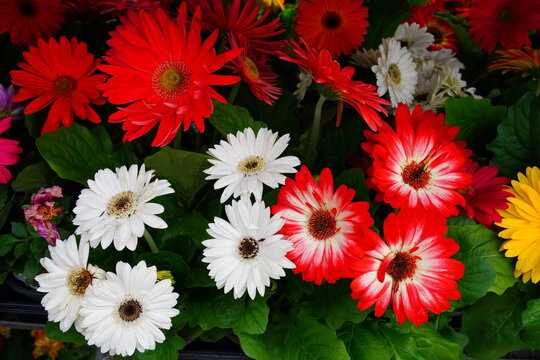Gerbera daisy flower growing the garden