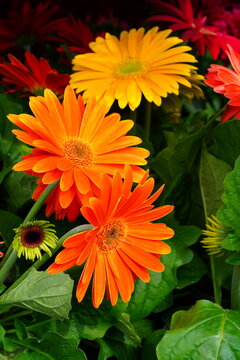Gerbera daisy flower growing the garden